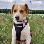 Haus Im Gruenen ベッド・アンド・ブレックファスト リンゲン